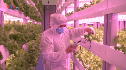 Trung Quốc: Nhà máy trồng rau công nghệ phục vụ nơi có điều kiện tự nhiên khắc nghiệt