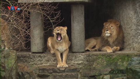 Vườn thú tại Amsterdam, Hà Lan ngừng nuôi sư tử do khủng hoảng tài chính